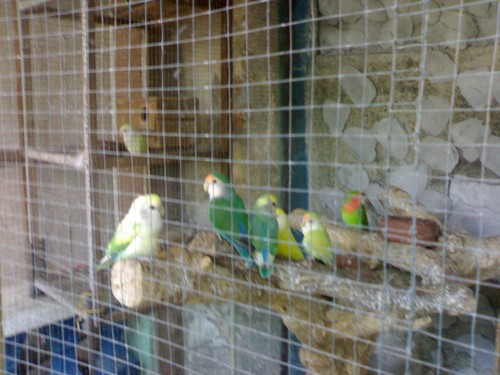 I Love Love Birds  - I Love Love Birds