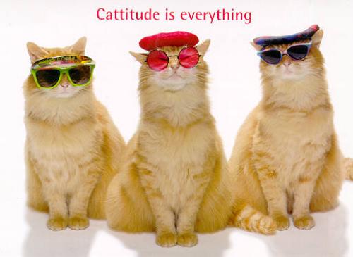 cat trio - catitude