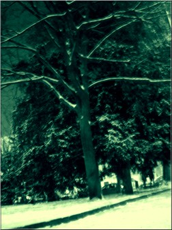 greeny tree - It was snowing and this tree with no leaves was freezing there I think,alone very alone and because I understood this feeling I documented it :)