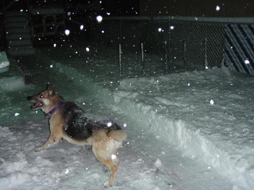 dogs in snow - my dog playing in the snow