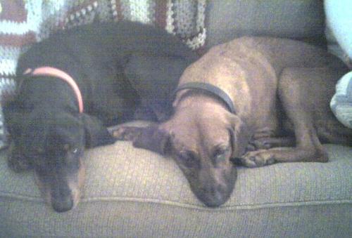 Coonhounds - My two coonhounds, Killian the Redbome & Guinness the Black & Tan