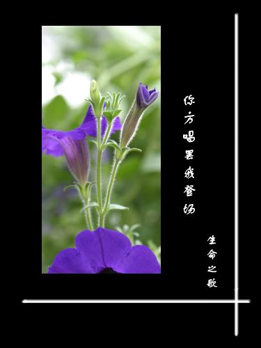 Flower - I shoted in our block garden,the words on the picture meaning--singing follow you ,song of life.