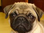 pug - I have a pug and her name is Bugsey.