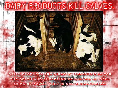 dairy cruelty - dairy cruelty..poor cows, poor sweet fuzzy cows.