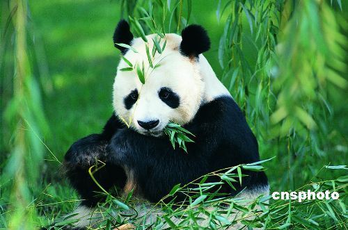 Chinese treasure Panda - Chinese treasure Panda,Wild Pandas are only live in China.