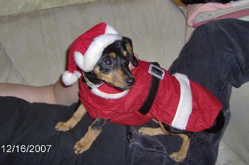 Abby Clause - Dressing up our puppy, Abby, was pretty fun!