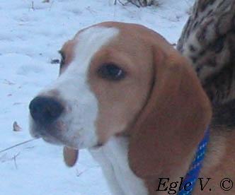 Looks Like Beagle - These dogs are just so cute to me and they are as sweet as they look.