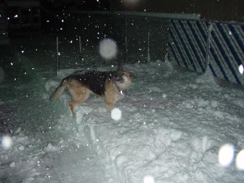 my dog in the snow - my dog playing in the snow