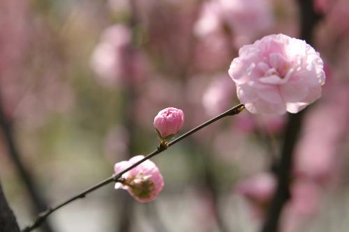 Flower - shoted in spring Harbin China