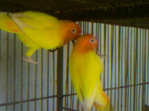 Love Birds from Pakistan - Love Birds . Anyone who can identify these kind please tell me .