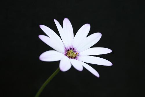 White Flower Macro Shot - Flower macro shot from camera