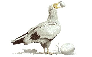 Bird - Bird