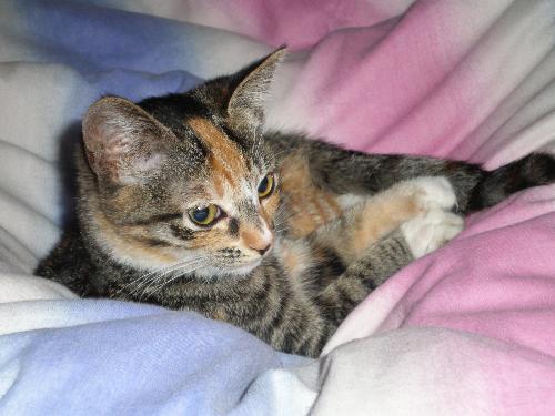 DJ; my kitty - This is my youngest kitten DJ, she's really sweet. When I'm sad she climbs up on my shoulder, lies down there and rubs her head against my face. She allways makes me feel better by doing that. She notices even when no one else around does, it seems like a gift most animals have :)