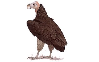 Bird - Bird