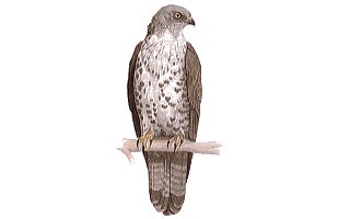 Bird - Bird