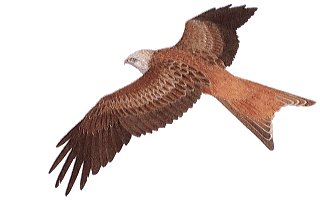 Bird - Bird