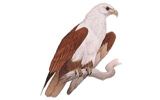 Bird - Bird