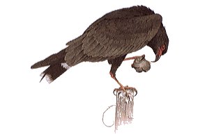 Bird - Bird