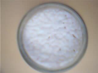 inoculate kefir grains into cow's milk - It not very bad if u know something more about it as a prevention for your healthness.