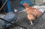 Fowls - Raising fowls and chickens.