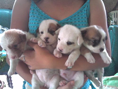 my pets - my 4 puppies, fifi, dutchess, poki, and spike