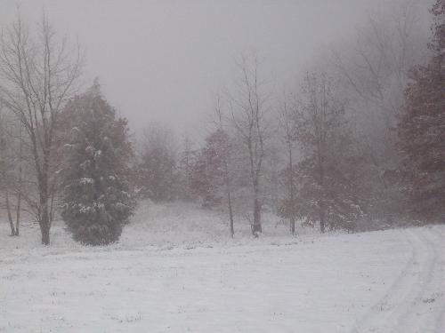 Winter - Woods in Winter