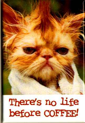 Drunken cat - This is a cat after a drunken partied night :D