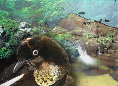 garden of eden found? - This picture represents the "garden of eden" that was found in New Guinea, the bird is a new species that was found during scientific research there. 