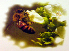Busy as a bee - Did you know that a bee can be used for other purposes other than producing honey?