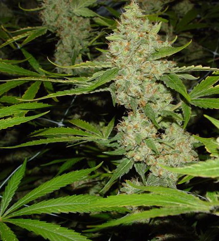 Marijuana - Marijuana also know as cannabis is a herb that brings together body and soul !