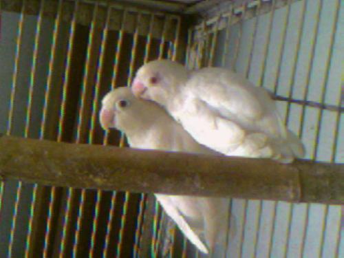 Love Birds from Pakistan - These are one of my favorite and finest pair of lovebirds.