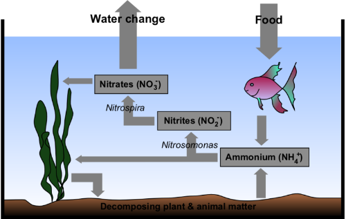 Fish Tank - Nitrogen Cycle - The nitrogen cycle of a fish tank.