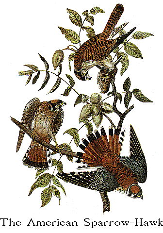 Sparrow Hawk by John James Audubon - Drawing of the sparrow hawk by famed naturalist, John James Audubon.
