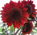 sunflower - red sunflower