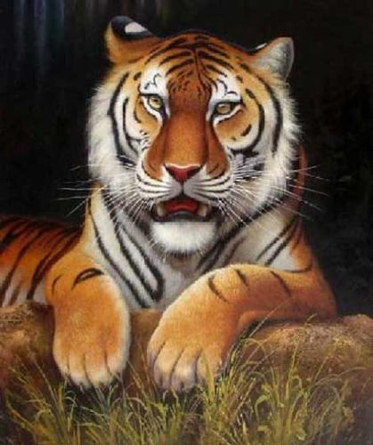tiger - tiger ..................