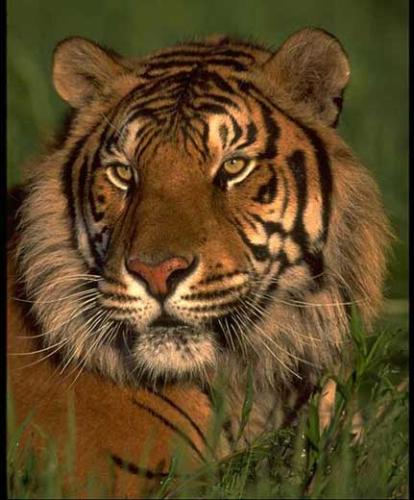 tiger  - tigers .........
