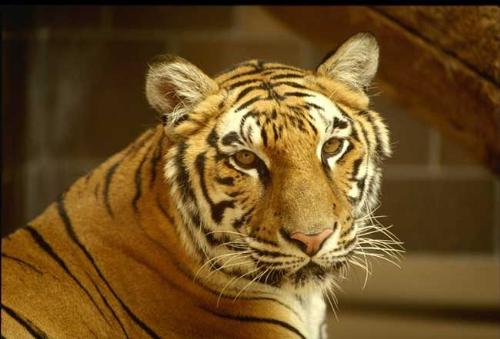 tiger  - tigers .........