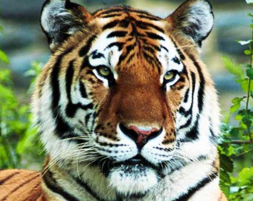tiger  - tigers .........