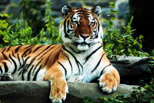 tiger  - tigers .........