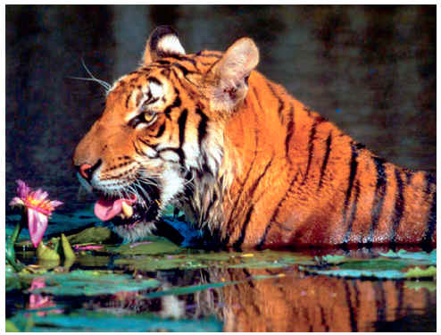 tiger  - tigers .........