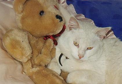 Charlie - Charlie my number 2 cat