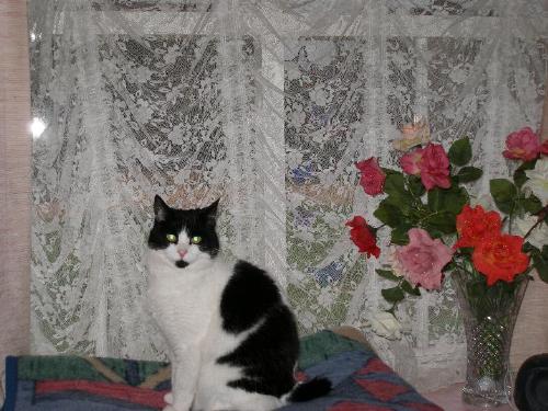 Stumpy - Stumpy my number3 cat