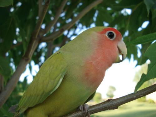 Lovebird - A peach-faced lovebird