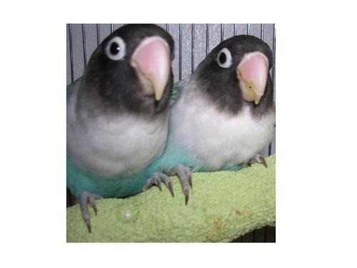Lovebird - A masked lovebird