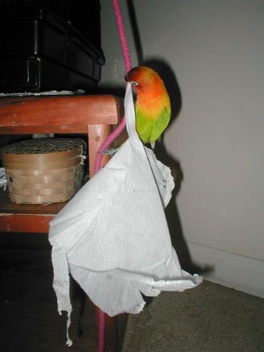 Love Birds - A Fischer lovebird