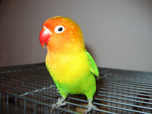 Love Birds - A Lilian Lovebird.This is often mistaken as a fischer lovebird.This is a very rare lovebird