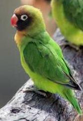 Lovebird - A black-cheeked lovebird