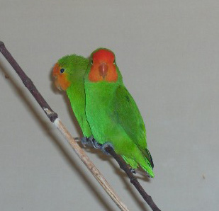 Love Birds - A red-faced love bird.