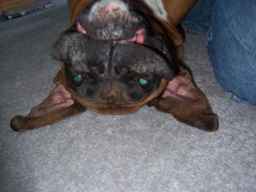 Only a Mother Could Love This - My boxer has the biggest lips and loves to lay on his back and makes such a funny picture!!