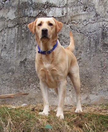 Dog - A domestic dog.